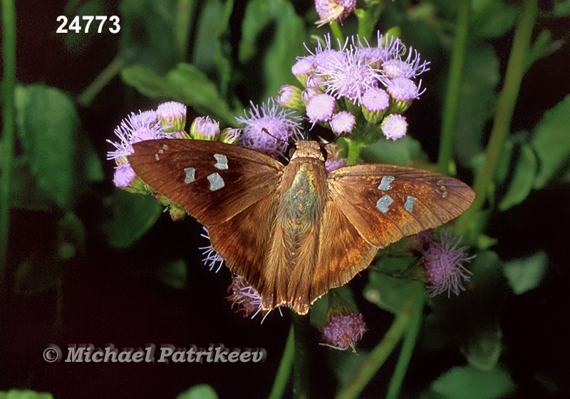 Hammock Skipper (Polygonus leo)